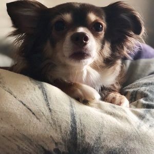 Meet your Posher, Darby